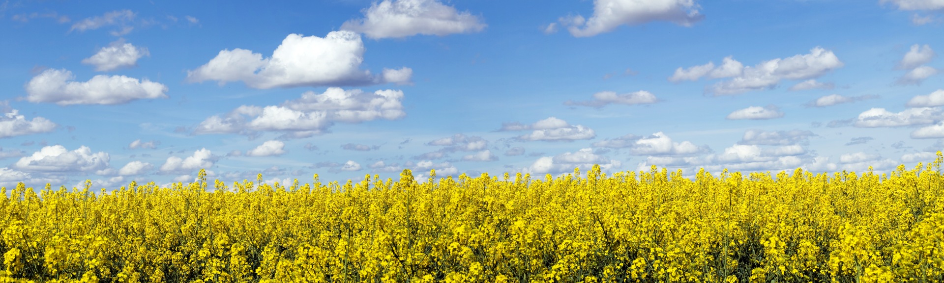 Panoramic landscape of a rapeseed field under blue sky